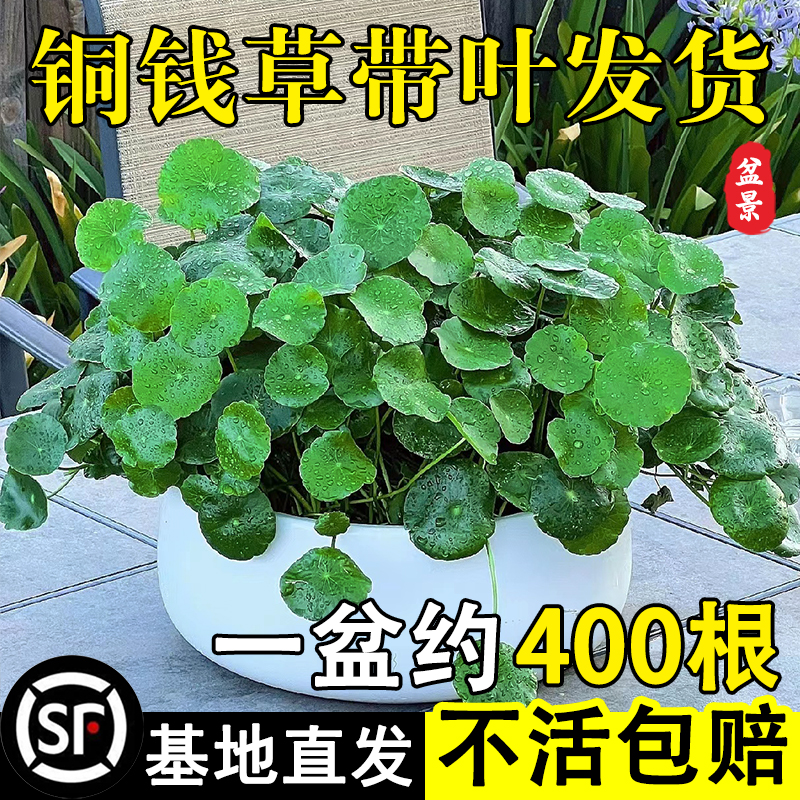 铜钱草水培植物室内好养盆栽金钱草籽桌面花卉办公室水养四季绿植