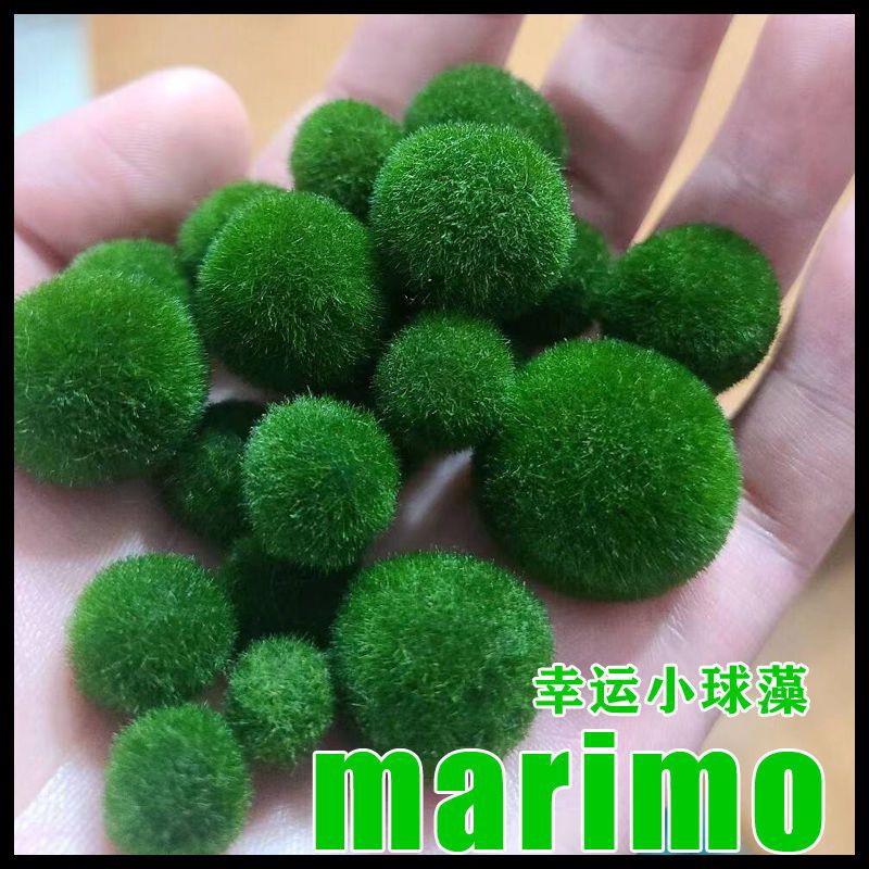 幸福海藻球 微景观生态瓶鱼缸水培植物 marimo马里莫鱼缸前景水草