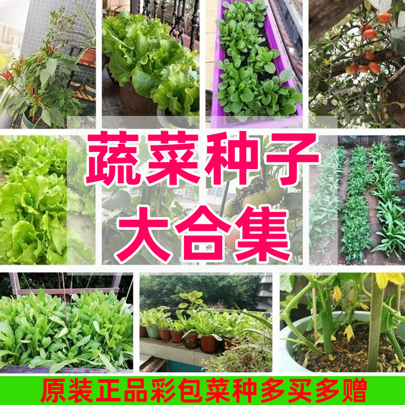 蔬菜种子大全阳台菜籽油麦菜空心菜白菜蔬菜种孑家庭阳台四季适播