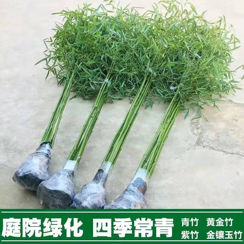 院子边植物竹子苗篱笆墙庭院四季常青户外绿化盆栽罗汉竹大紫竹苗