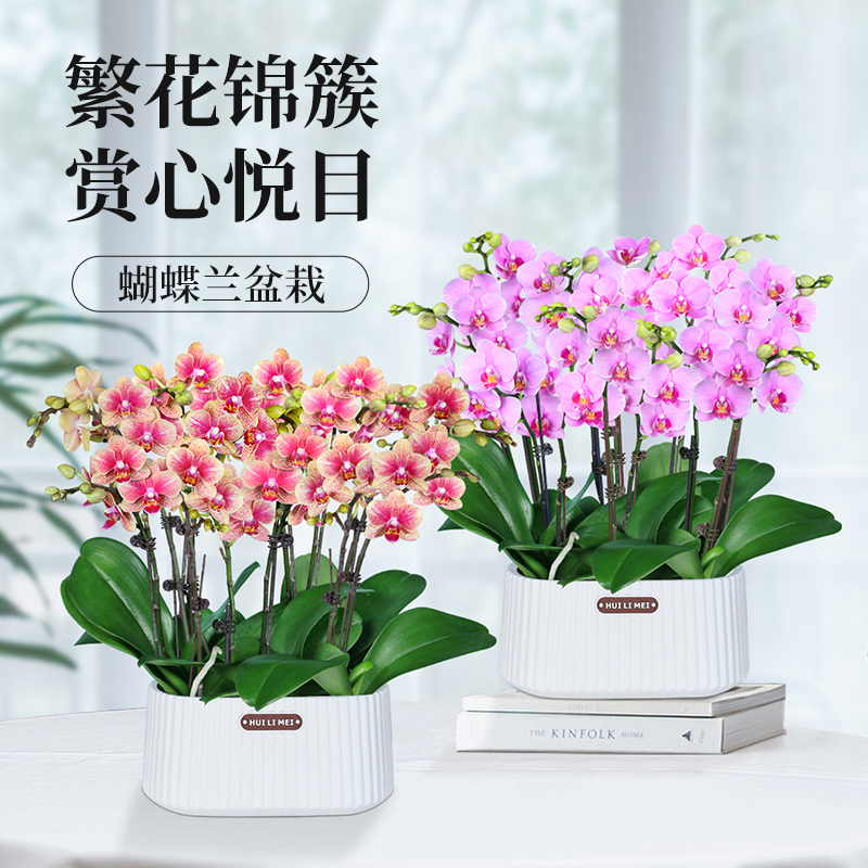 带花带花苞蝴蝶兰盆栽室内好养双花剑兰花苗真花高端花卉桌面绿植