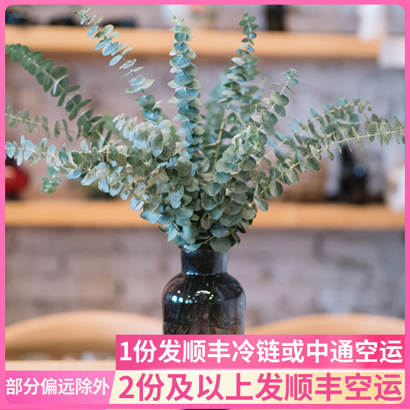 尤加利叶鲜花云南花卉花束真花家用昆明市场水养插花斗南基地直发