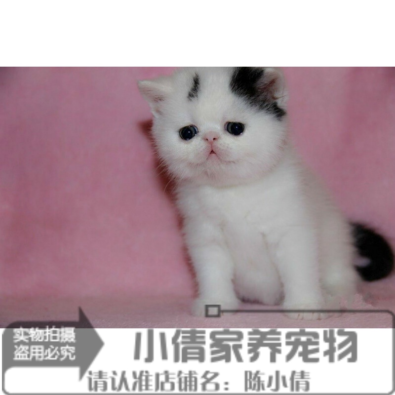 加菲猫宠物猫咪异国短毛猫幼猫家养纯种加菲猫幼猫活体黑白弟弟q