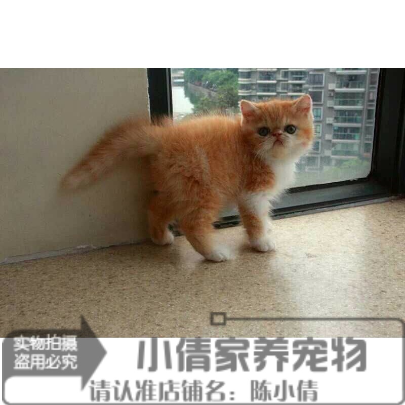 宠物小猫咪异短加菲猫活体红虎斑纯种加菲异国短毛猫幼猫幼崽q