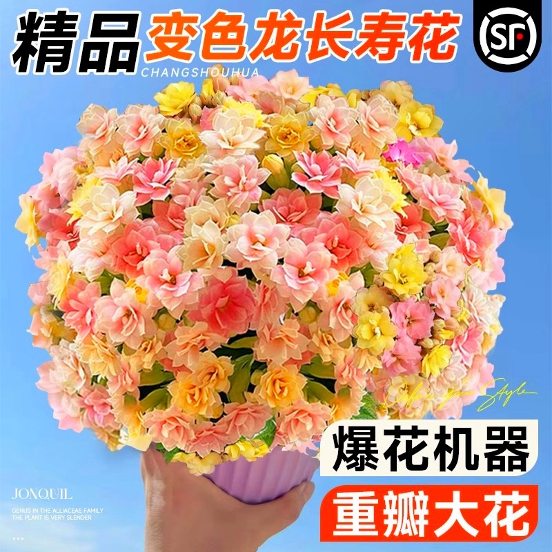 新品大花长寿花盆栽带花苞四季开重瓣花苗变色龙名贵耐寒花卉大全