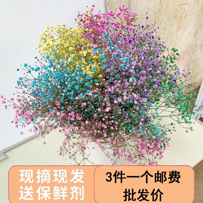 鲜花云南基地直多色满天星勿忘我干花毕业季花束花瓶插花