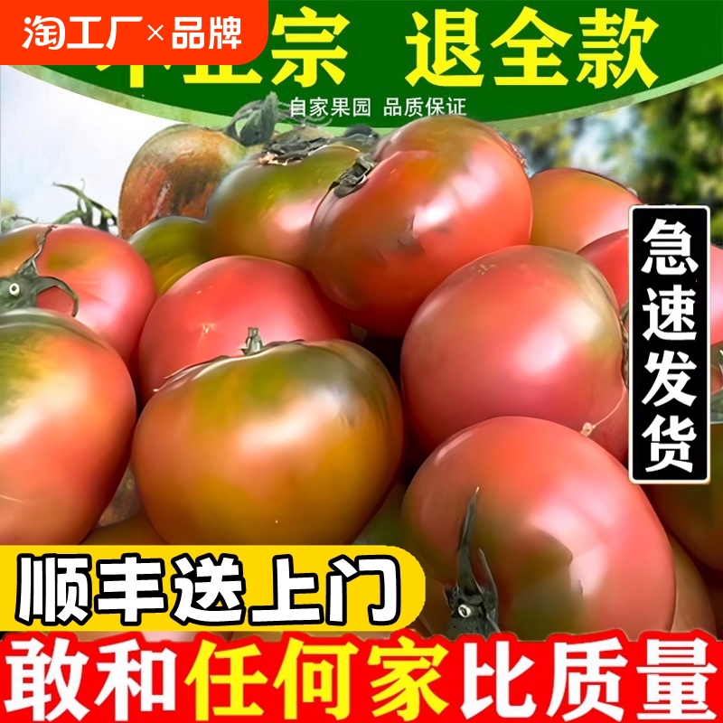 东北特产铁皮草莓柿子碱地新鲜水果应季时令绿腚西红柿即食番茄