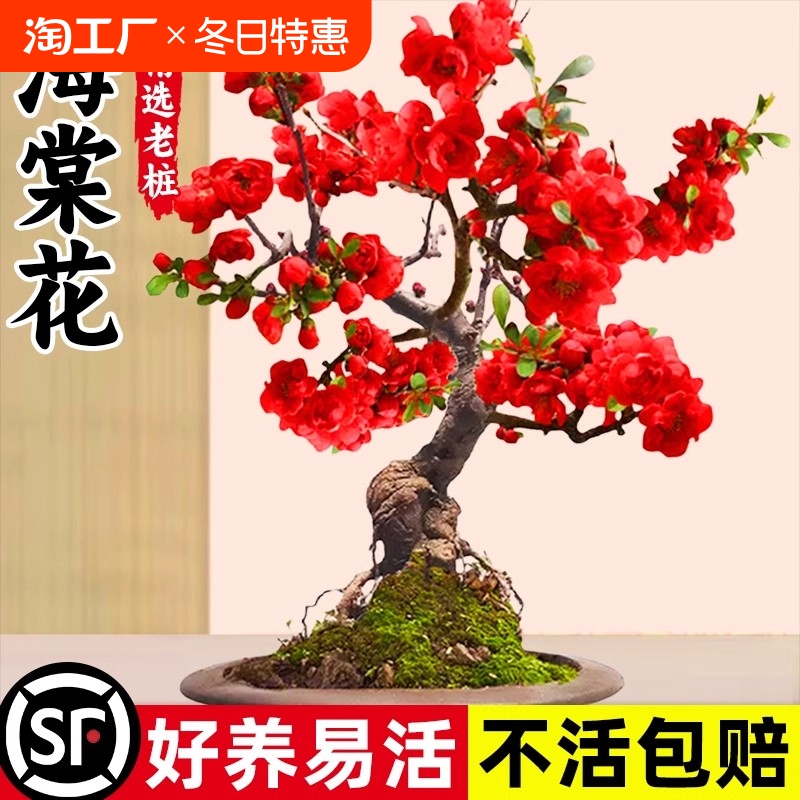 垂丝海棠花盆栽四季开花卉植物室内带花苞重瓣红梅花树苗老桩盆景