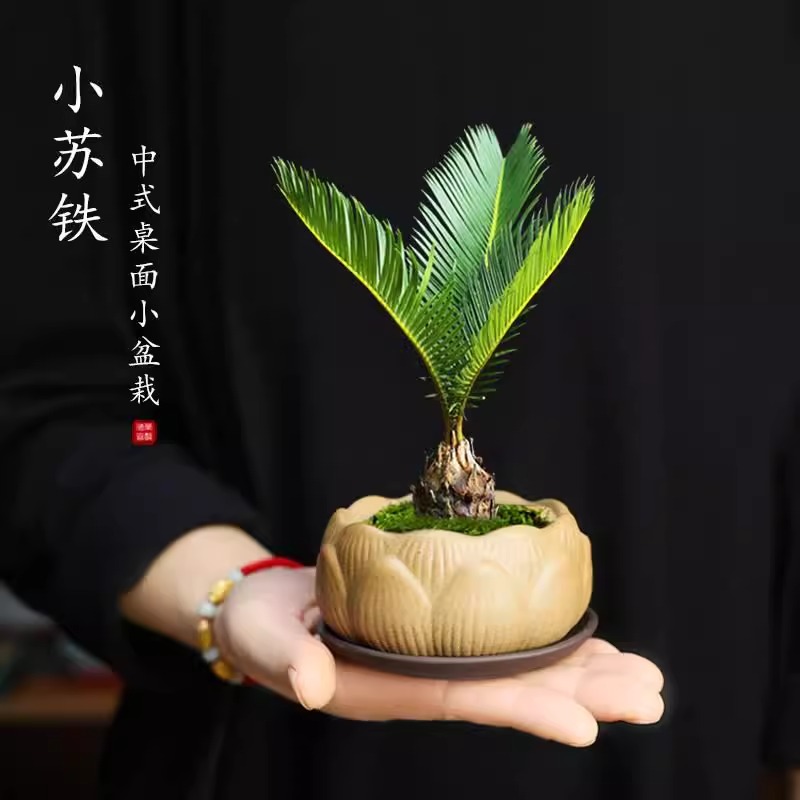 铁树盆栽绿植室内好养花卉盆栽桌面小植物创意禅意苏铁造型小盆景