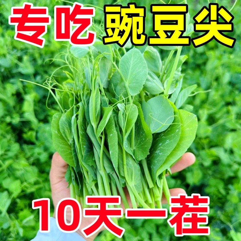 【10天开吃】甜豌豆苗种籽豌豆尖种子四季播种植芽苗菜龙须豌豆