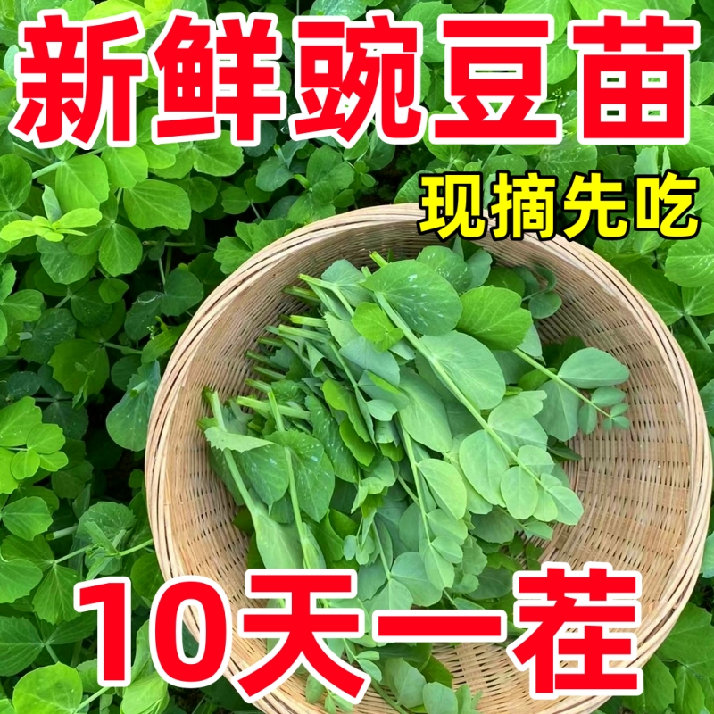 甜豌豆苗种籽豌豆尖种子四季播种植芽苗菜龙须豌豆荷兰豆蔬菜种孑