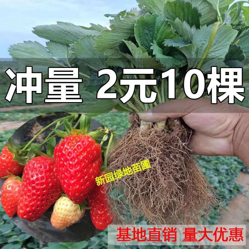 四季草莓苗奶油红颜草莓秧大棚种植草莓盆栽当年结果新苗带土果苗