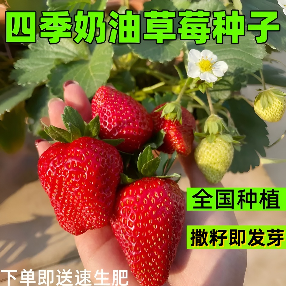 奶油草莓苗盆栽带花带果带土种籽子红颜四季结果阳台种植新苗苗秧