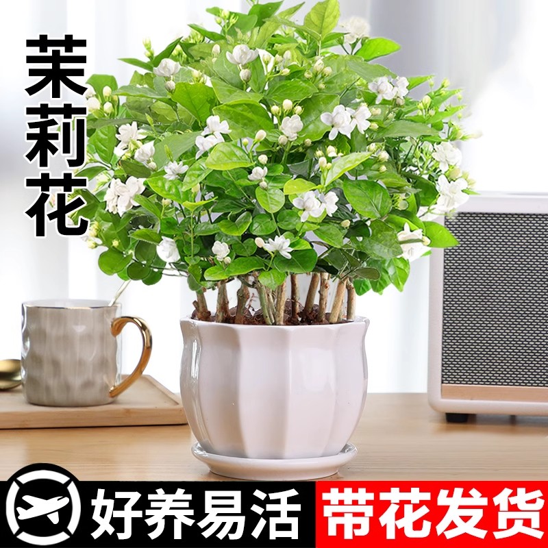 茉莉花苗盆栽带花苞花卉植物室内驱蚊栀子水培好养绿植九里香四季