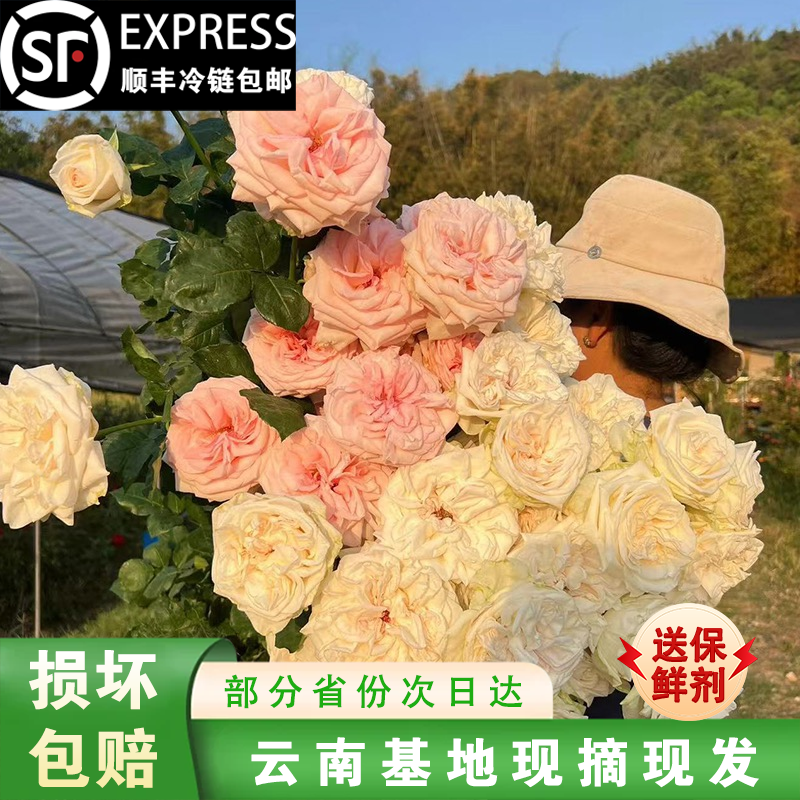 云南新鲜玫瑰花鲜花速递同城配送基地直发插花家用生日花束顺丰