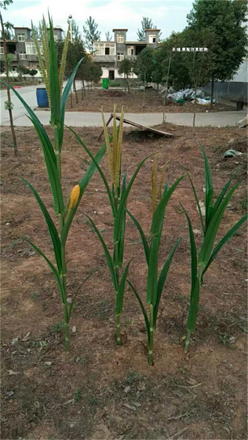 仿真玉米树假玉米杆田园植物造景展厅装饰博物馆摆放拍摄道具玉米