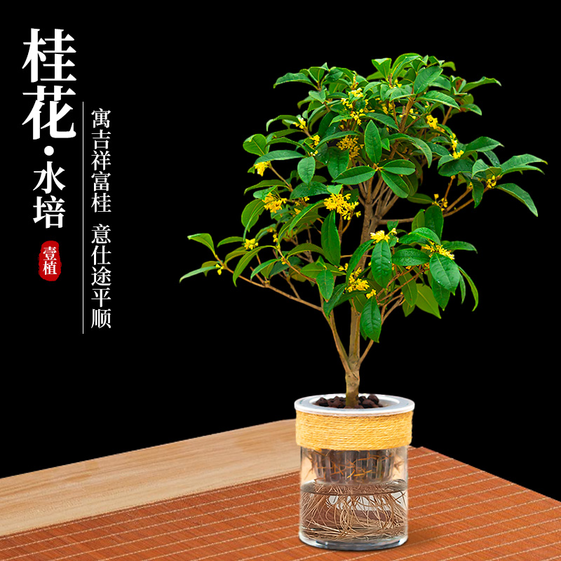 水培桂花盆栽树苗浓香型花卉绿植带花苞室内阳台办公室好养植物