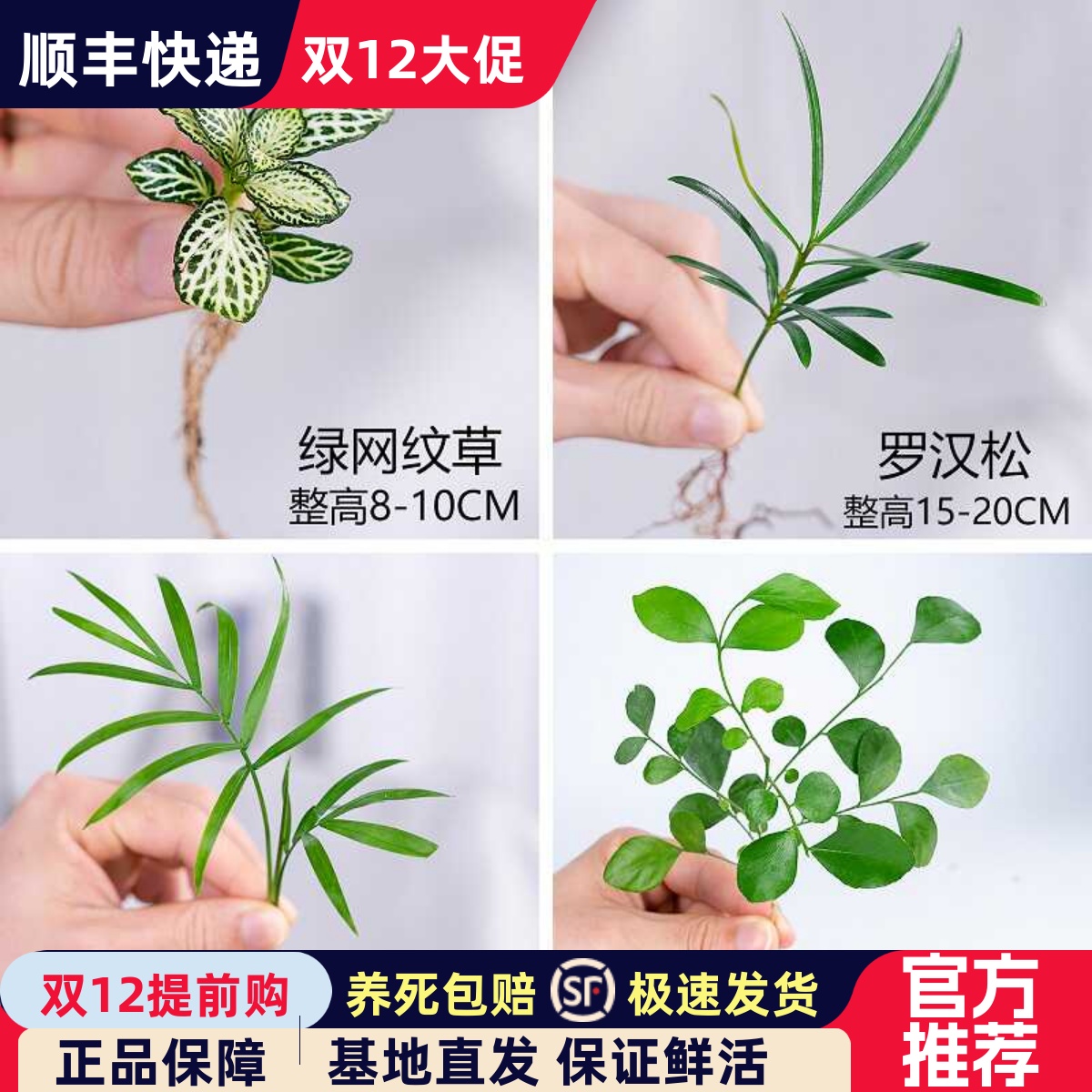 迷你小绿植罗汉松袖珍椰子绿萝竹柏九里香网纹草盆栽水培植物小苗