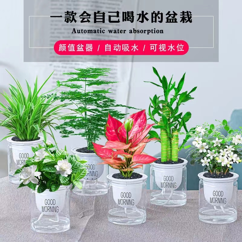 绿萝发财树吊兰办公室内小绿植水培植物花卉盆栽客厅文竹桌面书房