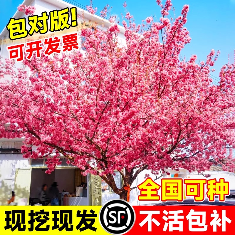 日本樱花树苗南北花卉庭院别墅绿化植物工程大型风景树室内外好养