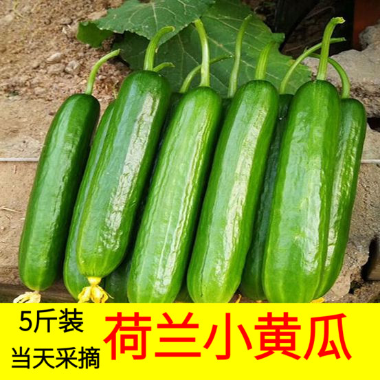 荷兰小黄瓜新鲜水果 生吃蔬菜沙拉青瓜土旱非海阳白玉10带箱5斤