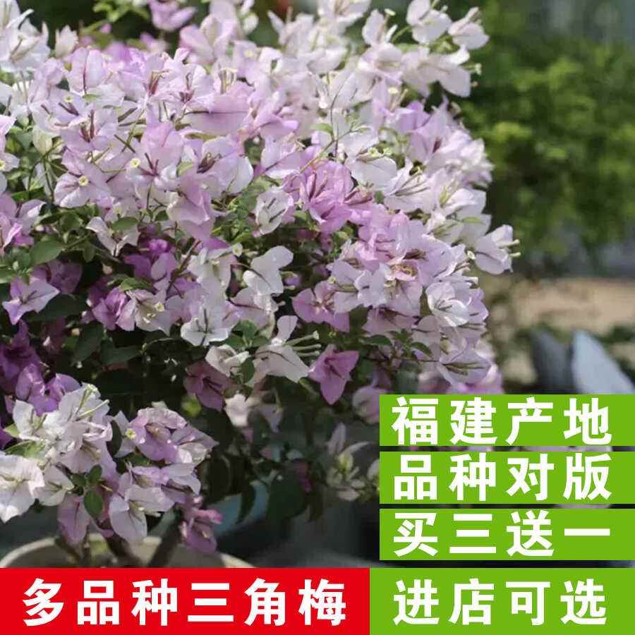 四季开花不断庭院花卉三角梅小苗带盆栽重瓣四季绿植阳台植物