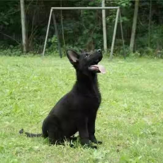 东德牧羊犬纯种幼犬纯黑色犬狼灰色活体德牧狼狗马犬中亚牧羊犬