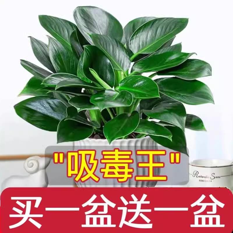 金钻盆栽绿萝箩室内植物花卉水培绿植好养客厅多肉新房吸除去甲醛