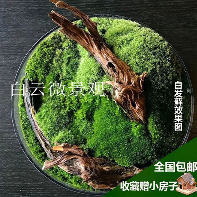 青苔 苔藓植物鲜活兰花铺面 盆景造景盆栽乌龟假山装饰白发藓包邮