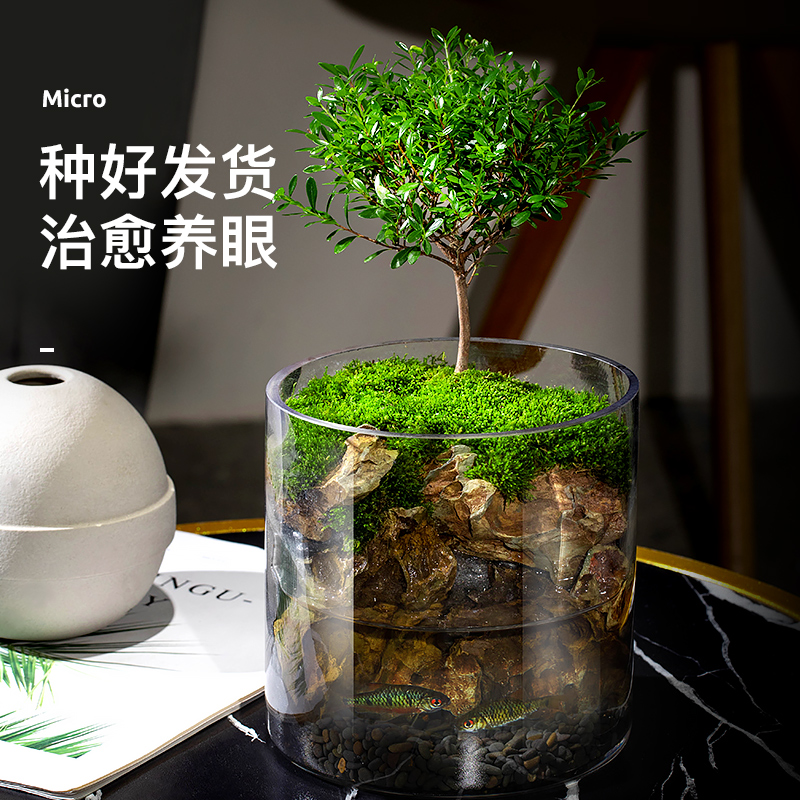 生态瓶苔藓微景观桌面盆栽青苔造景植物闷养鱼P缸办公室内水培绿