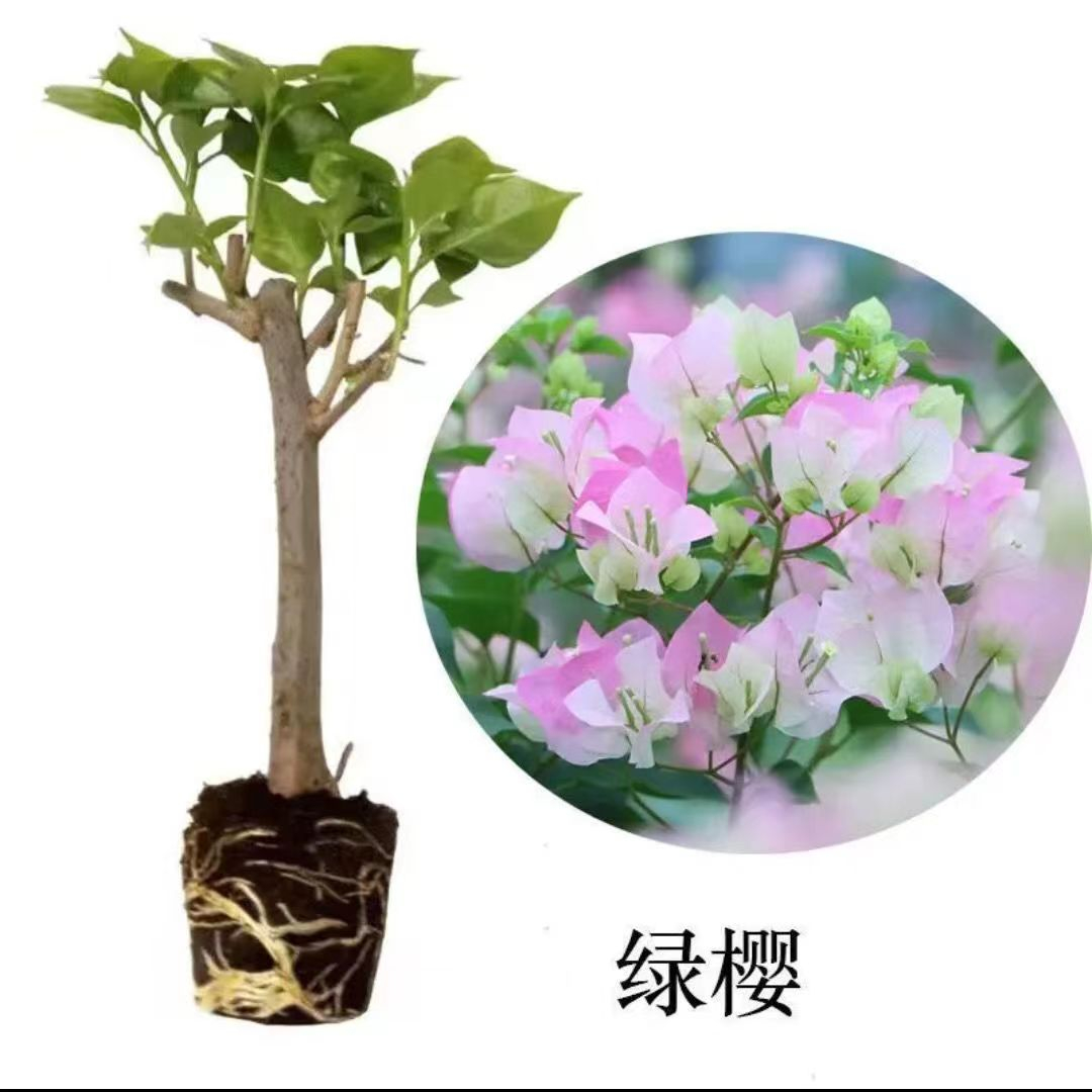 重瓣红樱三角梅盆栽室内外阳台花卉植物绿漳爬藤大苗四季开花耐寒