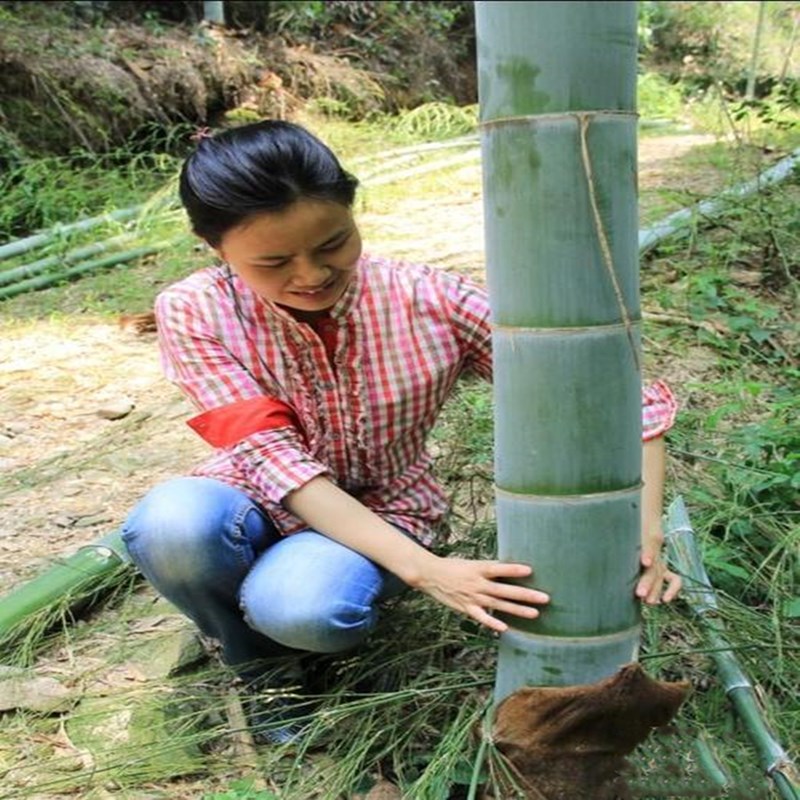 大型竹子苗毛竹种植绿化户外四季植物种苗竹根观赏常青庭院楠竹