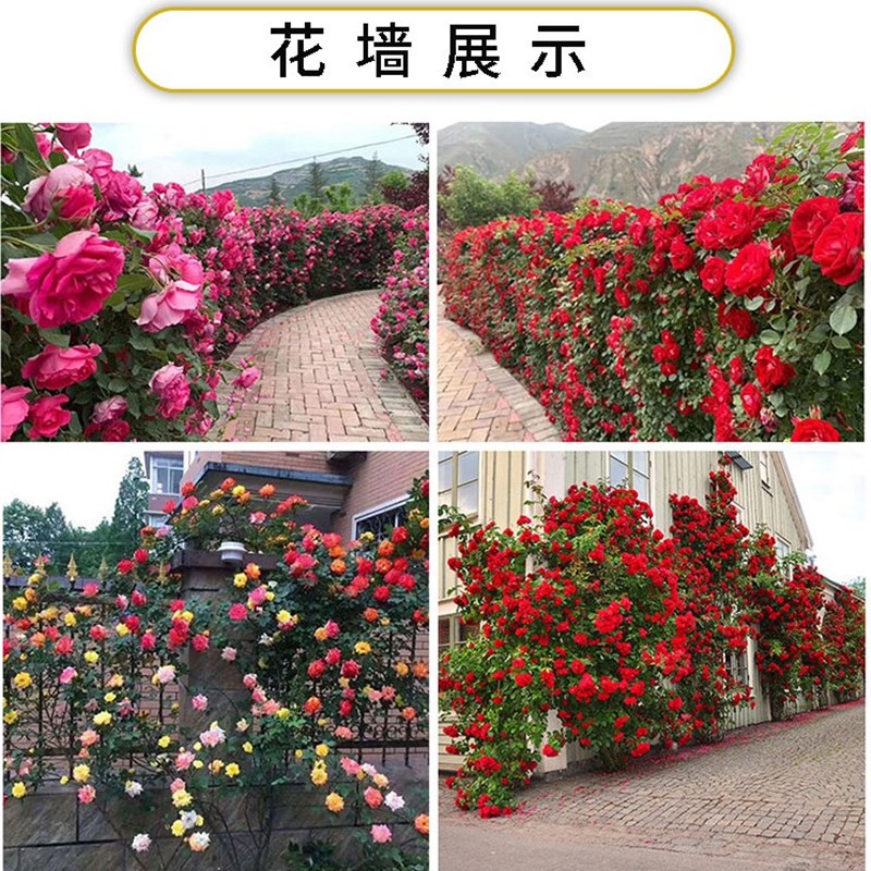 【1米6大苗】藤本月季花苗庭院植物室内花卉玫瑰爬藤蔷薇四季开花