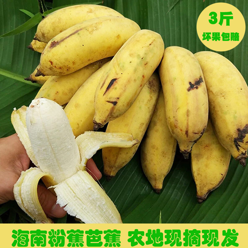 海南野生小米蕉新鲜水果特产粉蕉香蕉皇帝蕉banana芭蕉3斤