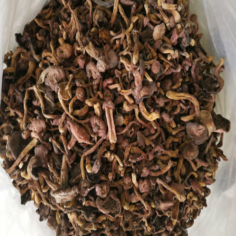 野生红松伞东北蘑菇干货红松茸红松伞菌粉松伞蘑菇食用菌500g包邮