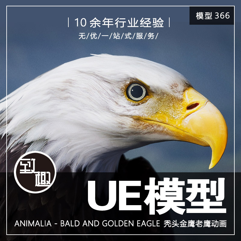 UE4UE5_Animalia - Bald and Golden Eagle 秃头金鹰动画_模型366