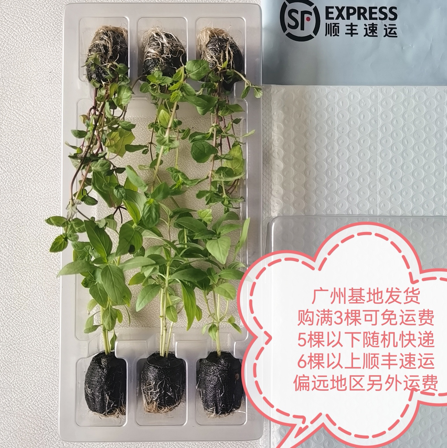 【Herbs香草苗】九层塔甜罗勒 香蜂草留兰香胡椒薄荷百里香迷迭香