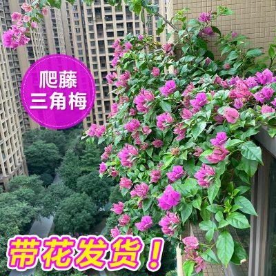 三角梅爬藤四季开花植物阳台盆栽带花耐寒蔷薇花苗冬季不怕冷花卉