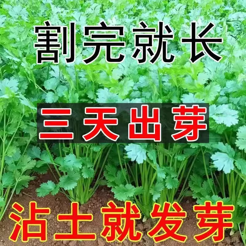 耐热四季速生香菜种子三天出大叶芫荽种籽农家阳台盆栽【新种】