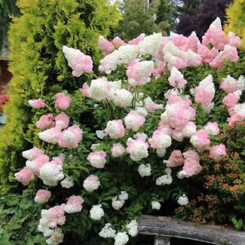 北极熊活力青柠夏日美人石灰灯银河花火圆锥绣球买三赠一三盆包邮